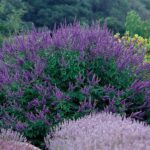 Stop Replanting Knock Out Roses in Texas – These Tougher Shrubs Bloom Far Longer