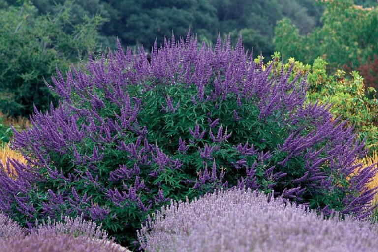 Stop Replanting Knock Out Roses in Texas – These Tougher Shrubs Bloom Far Longer