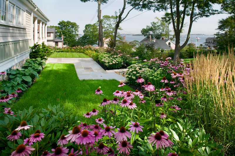 15 Spots Where Coneflowers Quietly Fail — and the 4 Where They Finally Take Off