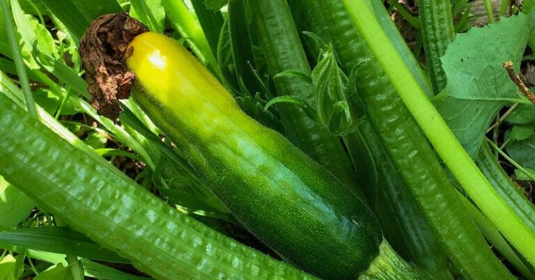 If your zucchini keeps rotting at the tip in this heat, the trouble usually starts at the flower