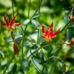 Texas Native Flowers That Fill In Beds on Their Own Without Ever Taking Over the Border