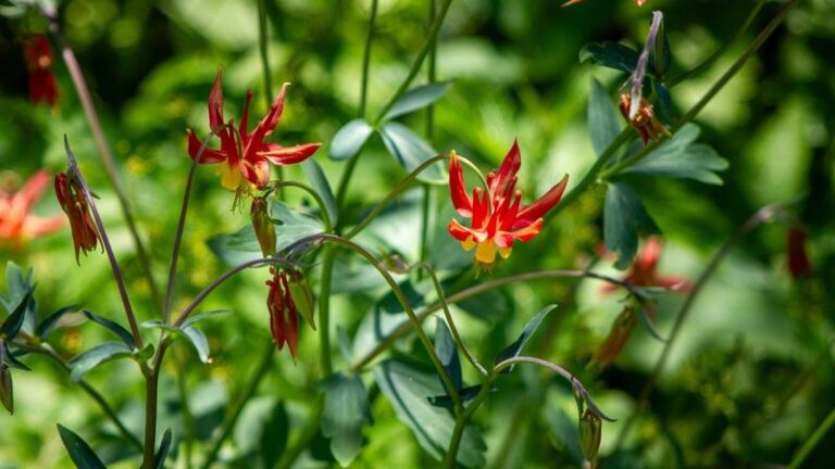 Texas Native Flowers That Fill In Beds on Their Own Without Ever Taking Over the Border