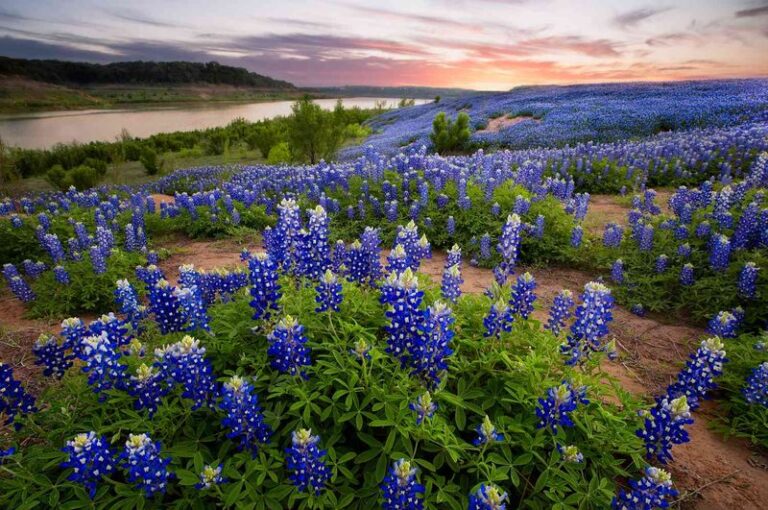 8 Native Texas Plants Every Gardener Should Already Be Growing in Their Yard