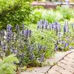 If Weeds Keep Reclaiming the Bare Spots in Your Beds, One Spreading Groundcover Can Help Suppress Them
