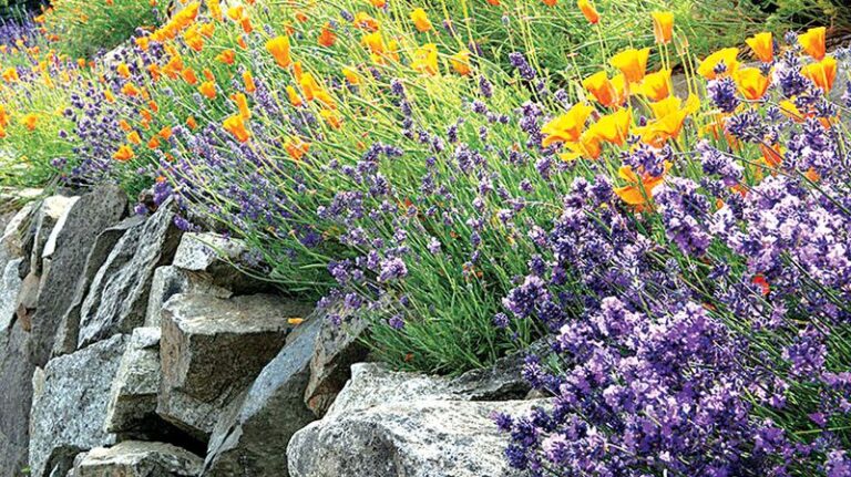 10 Smells Mosquitoes Absolutely Hate – Plant These Around Your Yard This Summer