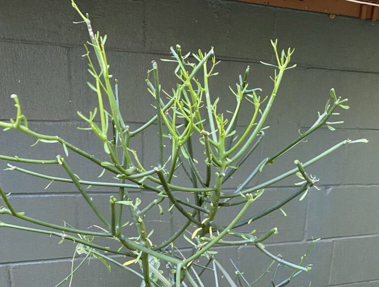 The Harmless-Looking Florida Shrub That Hurts You Worse Than a Cottonmouth Strike