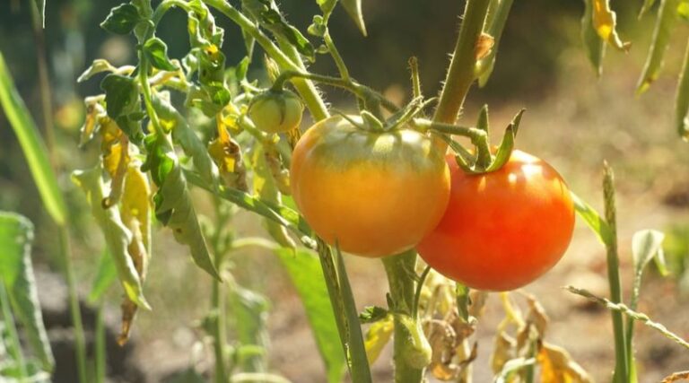 If Your Tomatoes Stall Out in the Late-July Heat, One Feeding Fix Usually Gets Them Moving Again