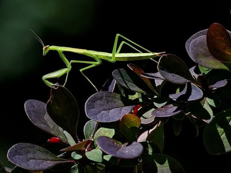 What It Really Means When Praying Mantises Show Up in Your California Yard and Why They’re Hunting the Pests You Hate