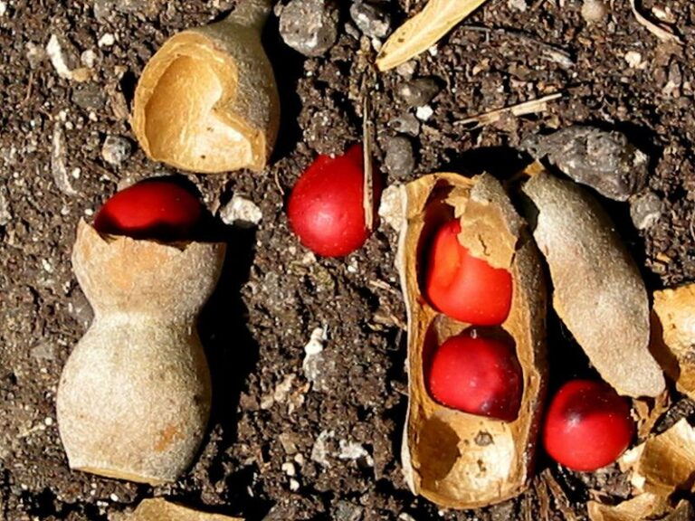 Texas Mountain Laurel’s Beautiful Red Seeds Can Poison People and Pets If Chewed