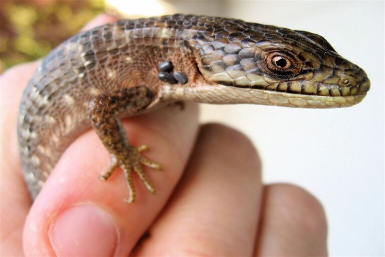 How to support the alligator lizard in your California yard that quietly eats the snails and slugs wrecking your seedlings