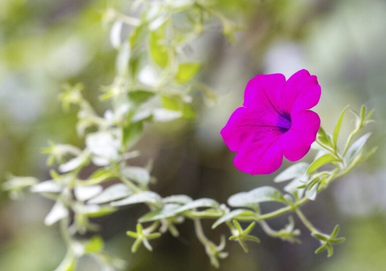Your Petunias Are Reaching and Weak Instead of Filling Out — Here Are the 7 Reasons Why
