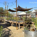 These Texas Native Plant Nurseries Are Worth the Summer Drive With a Cooler in the Trunk