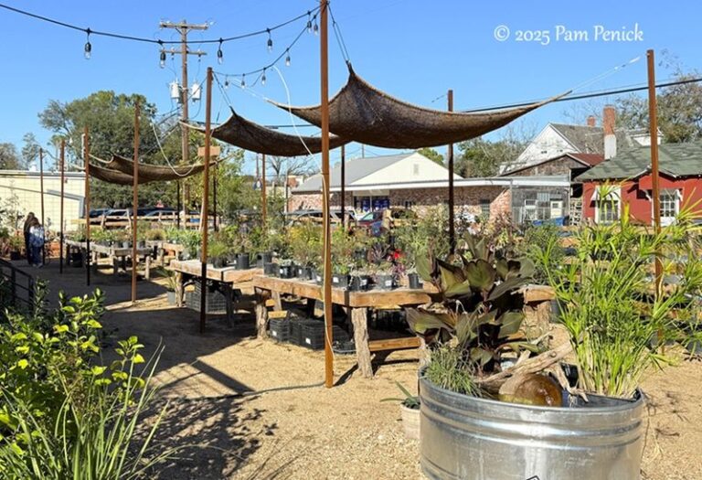 These Texas Native Plant Nurseries Are Worth the Summer Drive With a Cooler in the Trunk