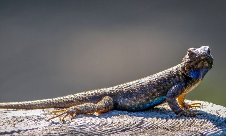 There’s a California Lizard Eating the Pests No Pesticide Can Touch, and Most Homeowners Toss It Out by Instinct