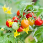 When Your Tomato Plants Won’t Set Fruit, Hand-Pollinating Them Takes Just Seconds