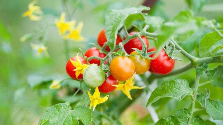 When Your Tomato Plants Won’t Set Fruit, Hand-Pollinating Them Takes Just Seconds
