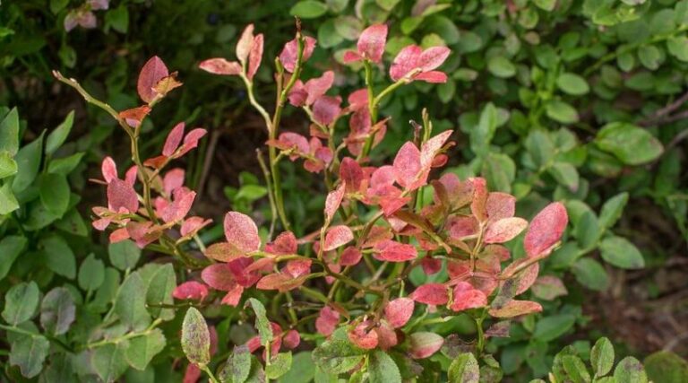 If Your Blueberry Leaves Are Turning Red in Summer, It’s Not Necessarily Fall Color – Your Soil May Need Investigating