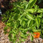If Your Pepper Plants Grow Bushy but Set No Pods in the Heat, One Feeding Swing Is Usually to Blame