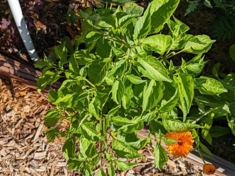 If Your Pepper Plants Grow Bushy but Set No Pods in the Heat, One Feeding Swing Is Usually to Blame