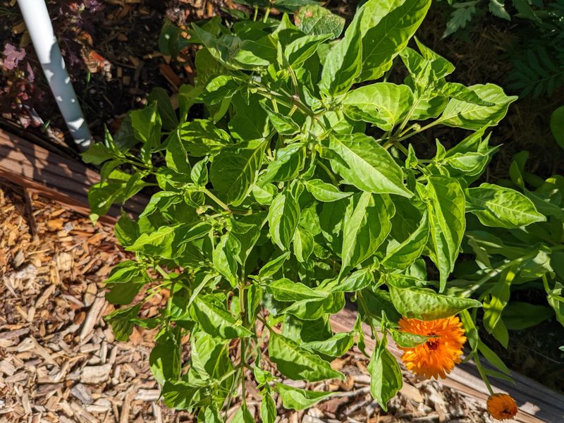 If Your Pepper Plants Grow Bushy but Set No Pods in the Heat, One Feeding Swing Is Usually to Blame