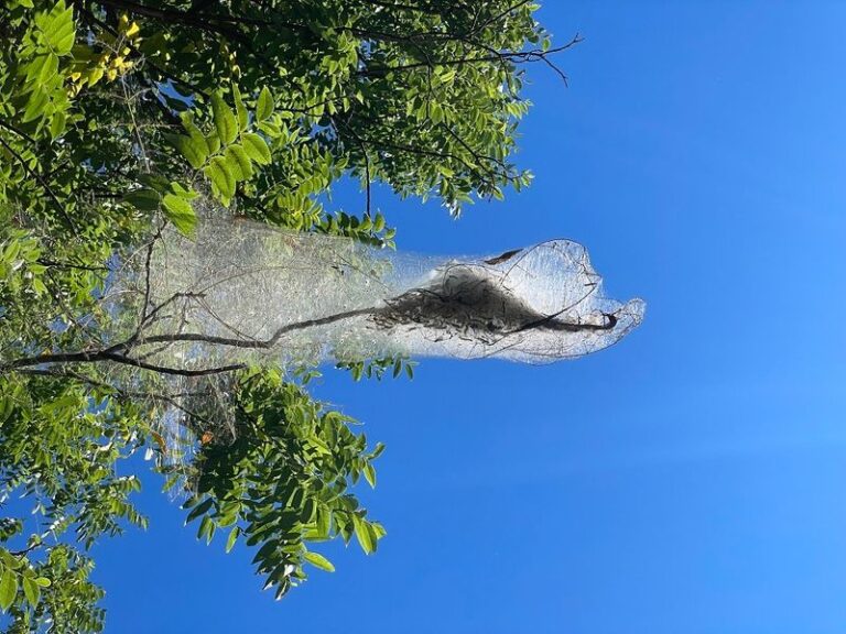 Before You Reach for a Spray Can on Those August Webworm Tents, the North Carolina Native Tree That Feeds the Birds That Clear Them
