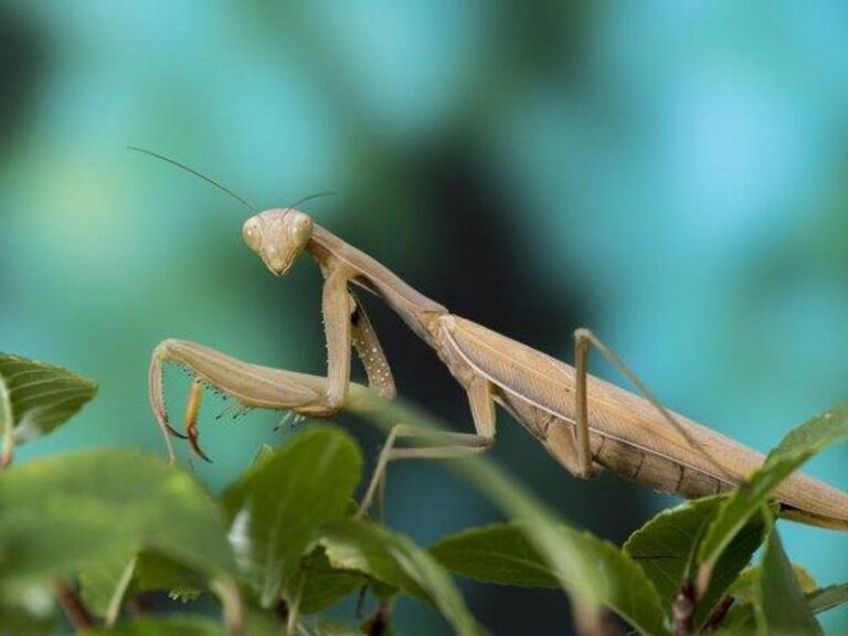 The praying mantis eats the pests wrecking your California garden, but most homeowners clear away the exact spot it overwinters