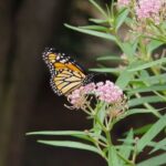 The California native milkweed you plant instead of tropical milkweed that keeps monarchs healthy through winter