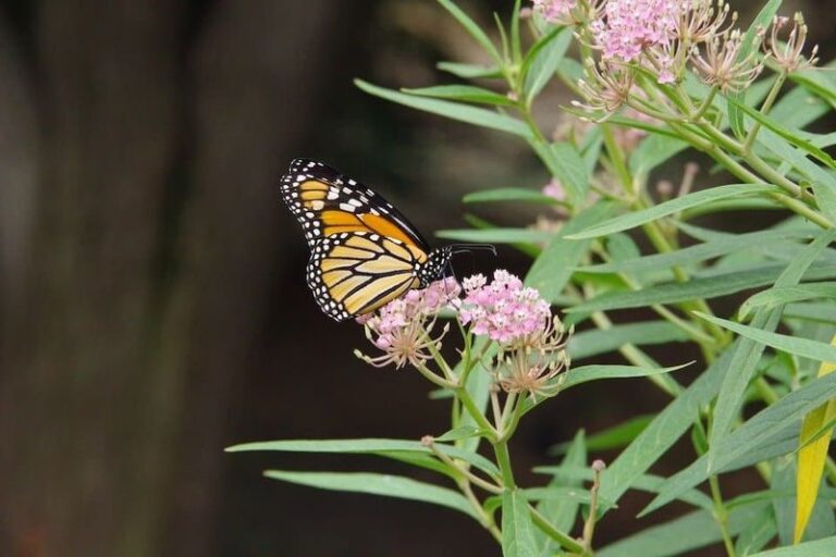 The California native milkweed you plant instead of tropical milkweed that keeps monarchs healthy through winter