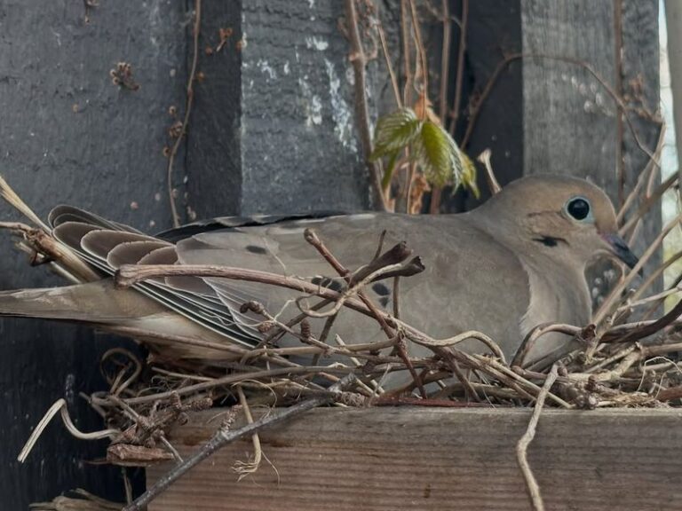 When Mourning Doves Pick Your California Yard to Nest, It’s Telling You Something About the Garden You Made