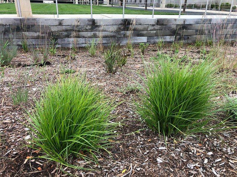 The Native North Carolina Alternatives That Belong Along Your Walkway Instead of Liriope