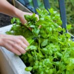 How Florida Gardeners Prune Basil in the Heat So It Keeps Coming Back Fuller