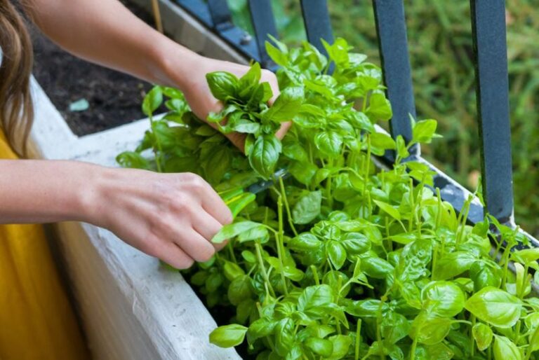 How Florida Gardeners Prune Basil in the Heat So It Keeps Coming Back Fuller