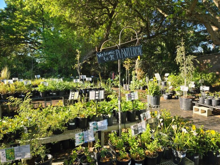 The Florida Nurseries Stocking Native Edible Plants Your Local Garden Center Never Will