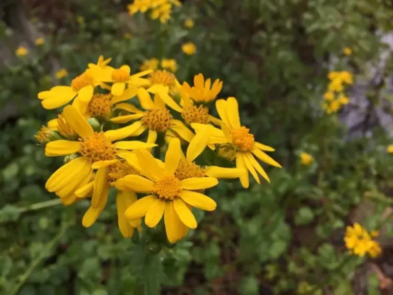 7 Florida Native Plants That Bring Fireflies Back to Your Yard by Feeding Their Whole Life Cycle