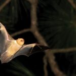 More Bats in Your North Carolina Yard Means Fewer Mosquitoes – Here’s How to Bring Them In