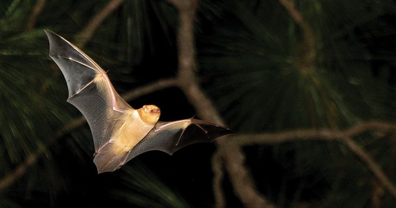 More Bats in Your North Carolina Yard Means Fewer Mosquitoes – Here’s How to Bring Them In