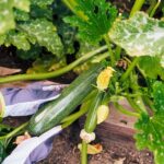 If Your Zucchini Grows Huge Leaves but Never Sets Fruit in the Heat, One Hidden Mistake Is Usually to Blame