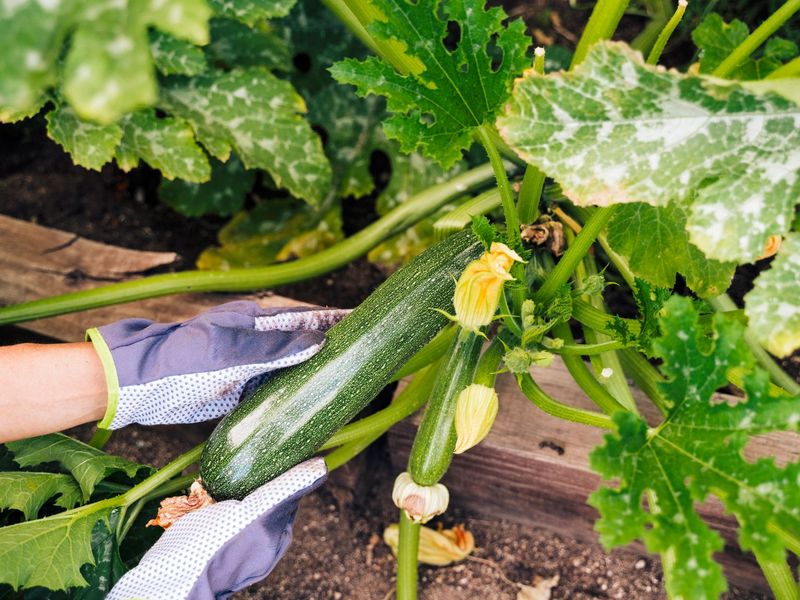 If Your Zucchini Grows Huge Leaves but Never Sets Fruit in the Heat, One Hidden Mistake Is Usually to Blame