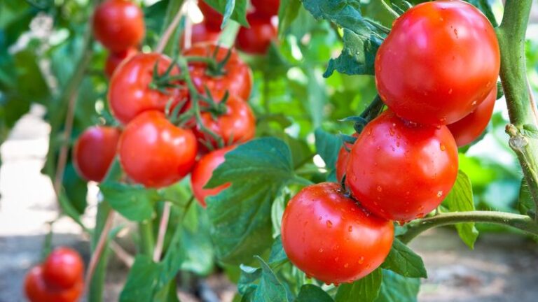 17 Single-Ingredient Feeds That Power Your Tomatoes to a Bigger Harvest Without Overcomplicating It
