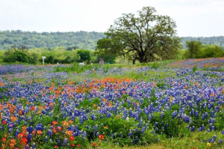 Where Texas Gardeners Actually Find the Rare Native Plants Big Box Stores Never Stock
