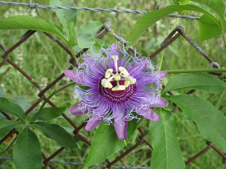 Why a Passionflower Vine Can Turn a Plain Florida Fence Into the Liveliest Corner of the Yard
