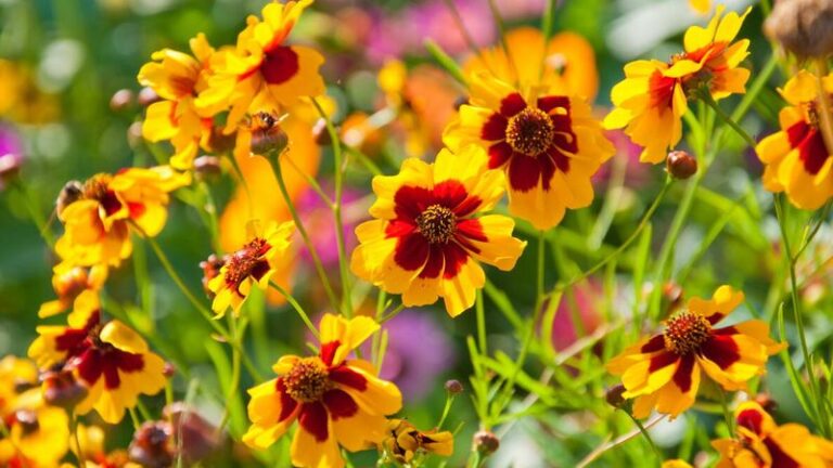 The Most Underrated North Carolina Perennial That Keeps Blooming Through the Hottest Full-Sun Days