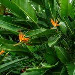 Where to Plant Bird of Paradise in Your Florida Yard So It Grows Into a Dramatic Tropical Focal Point