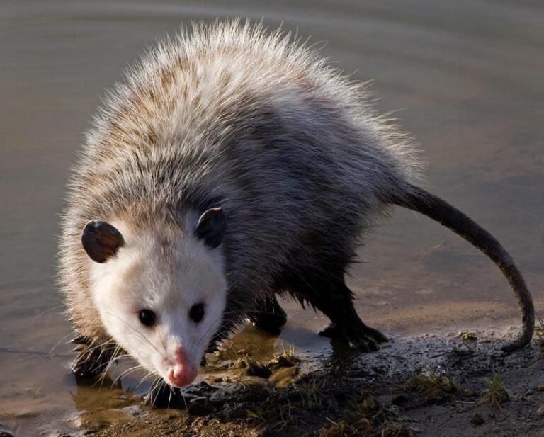 What It Really Means When an Opossum Wanders Through Your North Carolina Yard and Why It’s Quietly Clearing the Ticks