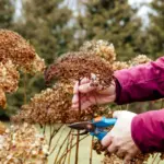 If Your Hydrangeas Green Up Beautifully but Never Bloom, One Pruning Slip May Be the Reason