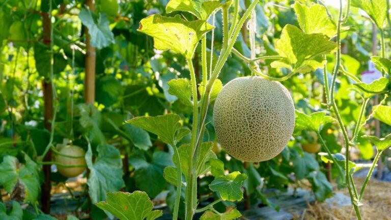 If your cantaloupe vines keep sprawling but never setting fruit in this heat, the trouble usually starts at the flowers