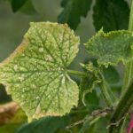If Your Cucumber Leaves Turn Silvery and Speckled in the Heat, One Sneaky Pest Is Usually Feeding Underneath