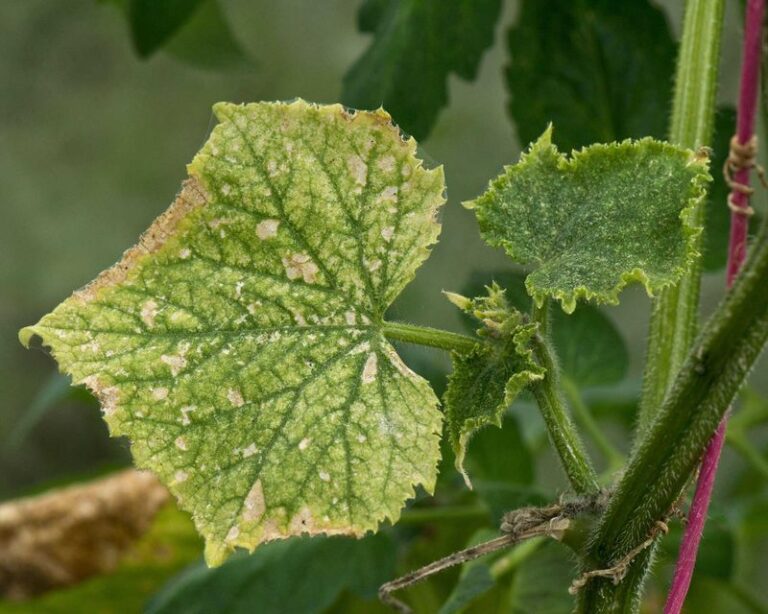 If Your Cucumber Leaves Turn Silvery and Speckled in the Heat, One Sneaky Pest Is Usually Feeding Underneath