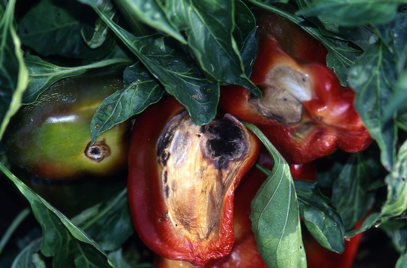 If your pepper plants keep sunburning their fruit in this heat, the trouble usually starts with the leaves