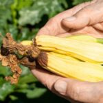Your Zucchini Rots at the Tip Before It Grows – It’s Not Disease, It’s a Pollination Gap